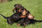 wirehaired Dachshund Puppy