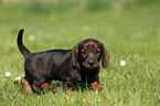 wirehaired Dachshund Puppy