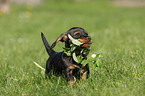 wirehaired Dachshund Puppy