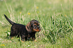 wirehaired Dachshund Puppy