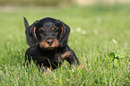 wirehaired Dachshund Puppy