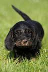 wirehaired Dachshund Puppy