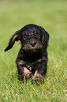 wirehaired Dachshund Puppy