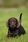 wirehaired Dachshund Puppy