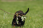 wirehaired Dachshund Puppy