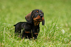 wirehaired teckel puppy