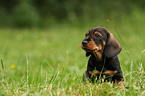 wirehaired teckel puppy