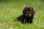 wirehaired teckel puppy