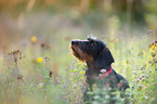 wirehaired Dachshund Portrait
