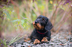 lying wirehaired Dachshund