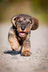 running wirehaired Dachshund Puppy