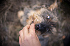 wire-haired Dachshund