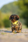 standing wire-haired Dachshund