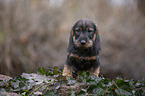 sitting wire-haired Dachshund