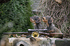 wire-haired Dachshunds