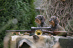 wire-haired Dachshunds