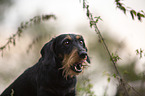 standing wire-haired Dachshund