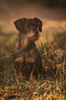 wirehaired dachshund