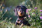 sitting Dachshund