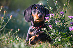 walking Dachshund