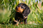 sitting Dachshund