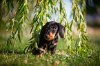 sitting Dachshund