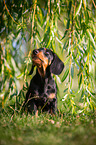 sitting Dachshund