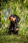 sitting Dachshund