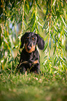 sitting Dachshund