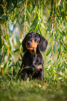 sitting Dachshund