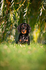 sitting Dachshund