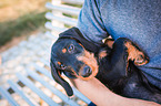 Dachshund with a man