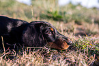 lying Dachshund