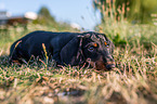 lying Dachshund