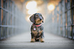 sitting Dachshund