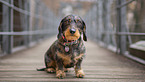 sitting Dachshund