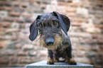 standing Dachshund