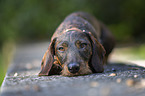 lying wire-haired Dachshund