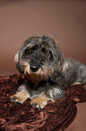 female wire-haired dachshund
