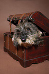 wire-haired dachshund in chest