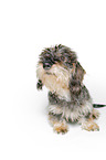 wire-haired dachshund in front of white background
