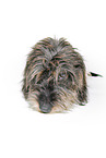wire-haired dachshund in front of white background