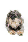 wire-haired dachshund in front of white background