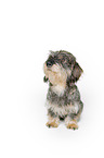 wire-haired dachshund in front of white background