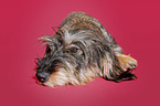 female wire-haired dachshund