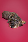 female wire-haired dachshund