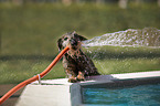 wire-haired Dachshund at the pool
