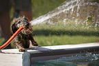 wire-haired Dachshund at the pool