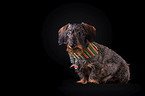 sitting wirehaired Dachshund