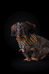 sitting wirehaired Dachshund